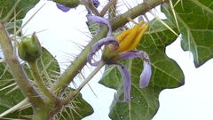 Solanum palinacanthum