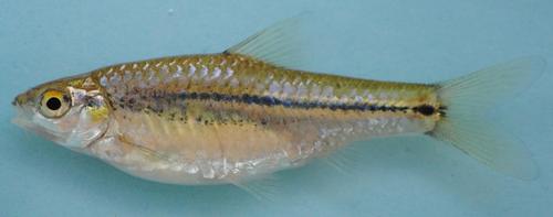 Bowstripe barb (Enteromius viviparus) — Cyprinidae — 3