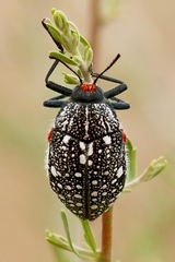 Julodis humeralis