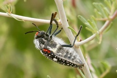 Julodis humeralis