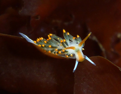 Diaphoreolis lagunae