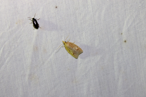 Netted Sparganothis Moth photo 2