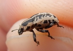 Eudiagogus rosenschoeldi