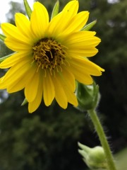 Silphium laciniatum