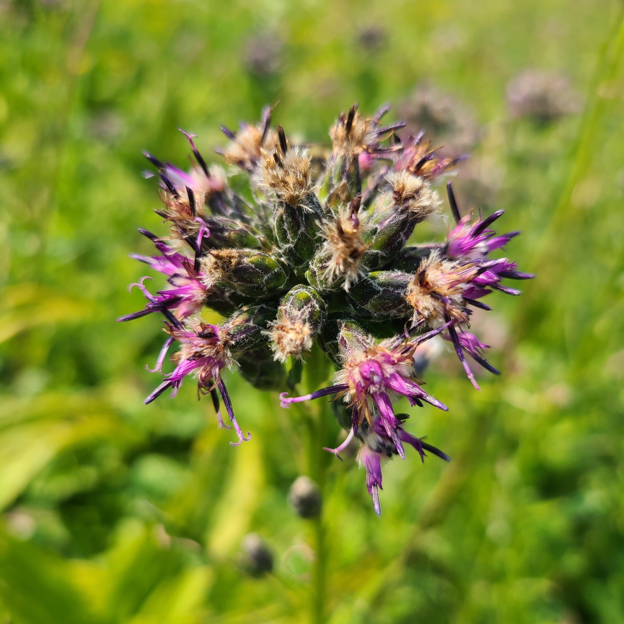 Saussurea