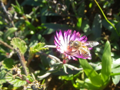 Lampranthus spiniformis