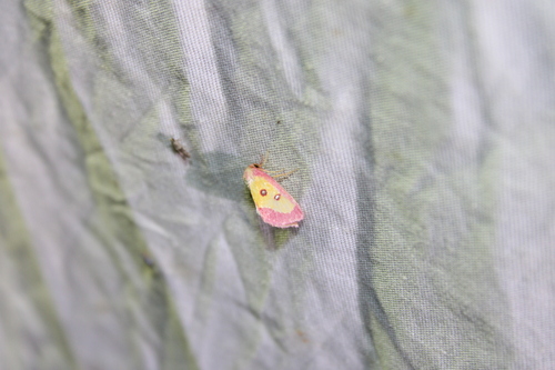 Pink Star Moth photo 2