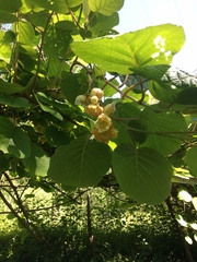 Actinidia