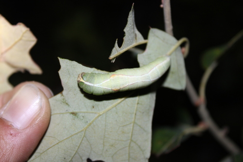 Sandhill Prominent photo 3