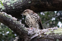 Accipiter tachiro