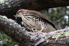 Accipiter tachiro