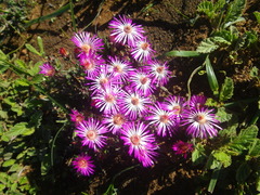 Lampranthus spiniformis