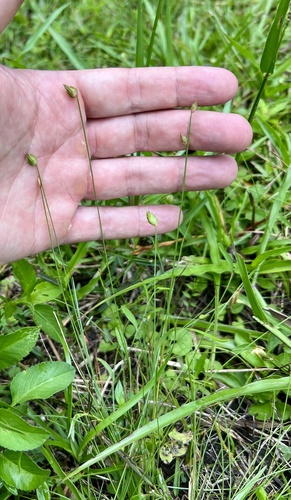 Fimbristylis ovata iNat (2)