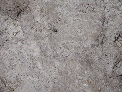 Sphingonotus caerulans