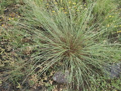 Muhlenbergia lindheimeri
