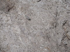 Sphingonotus caerulans