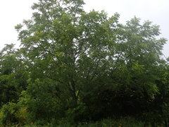 Juglans microcarpa