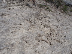 Sphingonotus caerulans