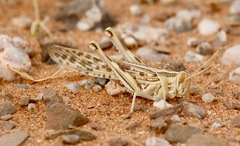 Schistocerca gregaria