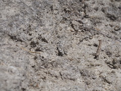 Sphingonotus caerulans