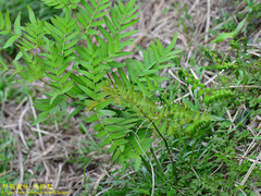 Osmunda japonica