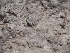 Sphingonotus caerulans