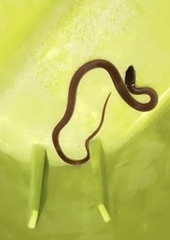 Coniophanes meridanus