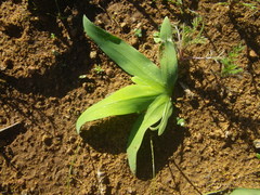 Sparaxis grandiflora