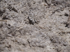 Sphingonotus caerulans