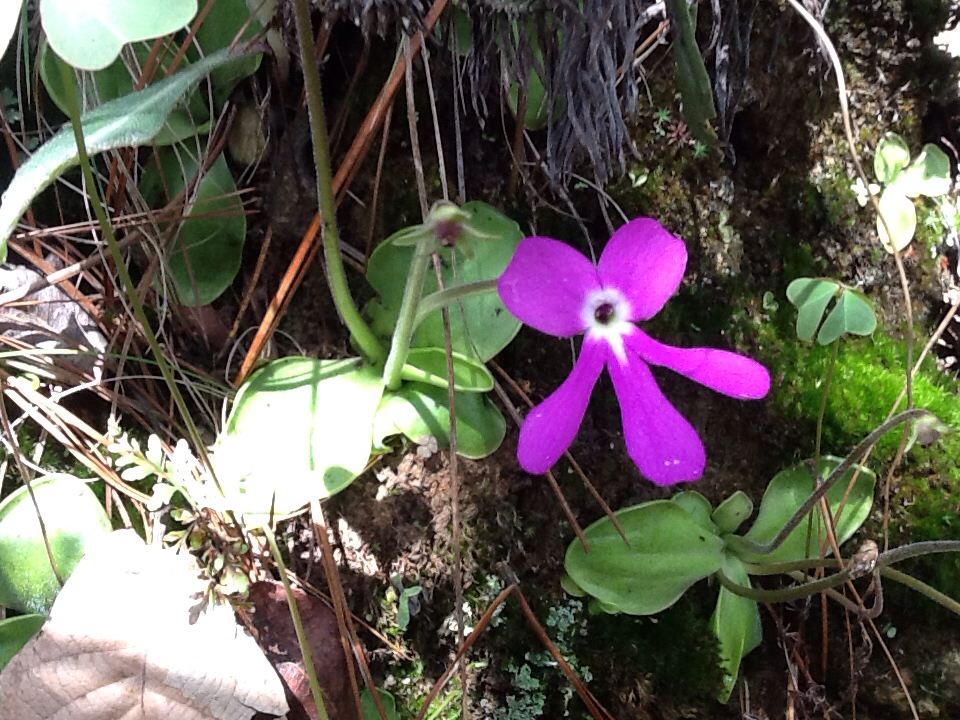 Pinguicula oblongiloba