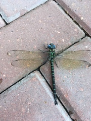 Coryphaeschna ingens