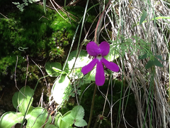 Pinguicula oblongiloba