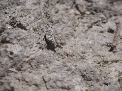 Sphingonotus caerulans