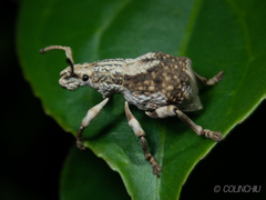 Episomus chinensis
