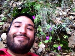 Pinguicula oblongiloba