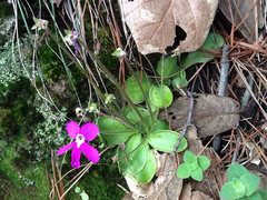 Pinguicula oblongiloba