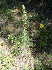 Liatris aspera