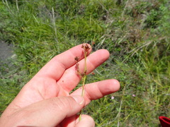 Rhynchospora recognita