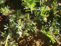Lotononis involucrata