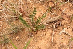 Cheilanthes eckloniana