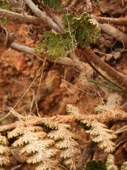 Cheilanthes eckloniana