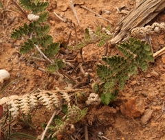 Cheilanthes eckloniana