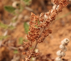 Cheilanthes eckloniana