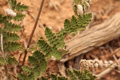 Cheilanthes eckloniana