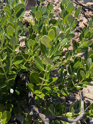 Image of Garrya buxifolia by (c) David Anderson, some rights reserved (CC BY)