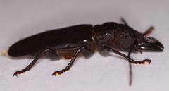 Nothopleurus lobigenis