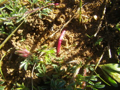 Lotononis involucrata