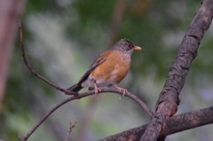 Turdus rufopalliatus