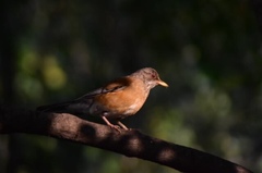 Turdus rufopalliatus