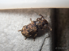 Basitropis nitidicutis